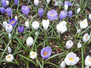 Crocuses