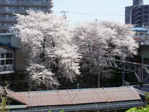 JR Minami Otaru Station's Cherry Blossoms