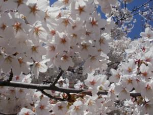 Cherry Blossoms Up-Close