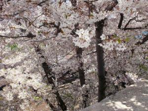 Cherry trees at JR Minami Otaru Station